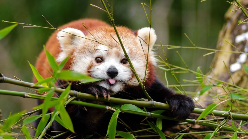 fiery panda, red panda, protruding tongue, funny, 4k