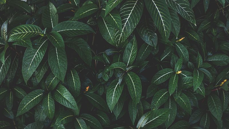 plant, leaves, green, striped, bush, 4k