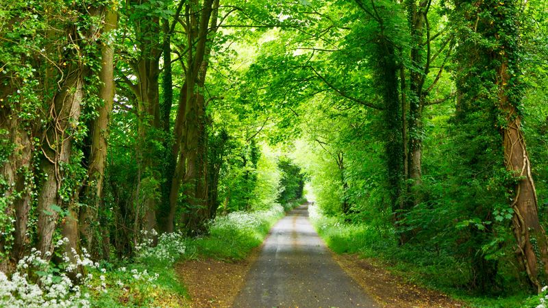 forest, path, park, summer, green, 4k