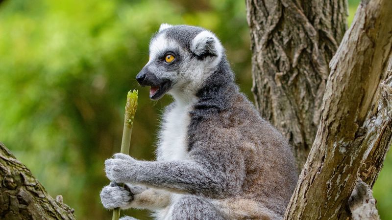 lemur, food, tree, snack, rest, 4k