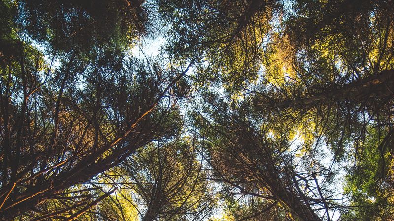 trees, tops, bottom view, foliage, branches, 4k