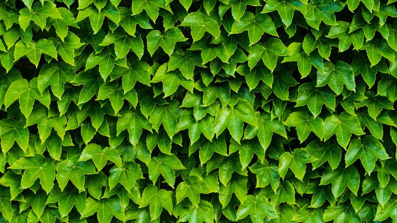foliage, plant, green, carved, 4k