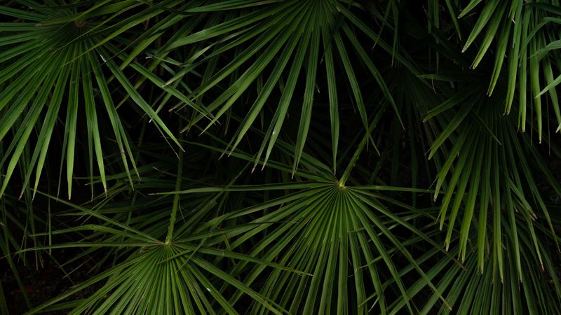 leaves, bushes, green, 4k
