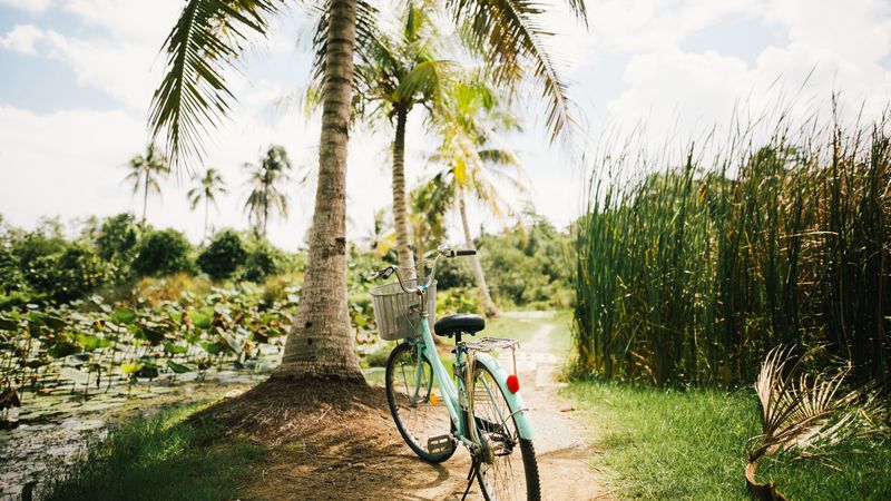 bicycle, palm trees, tropics, sunlight, 4k