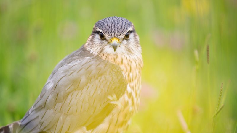 red-tailed hawk, hawk, bird, predator, 4k