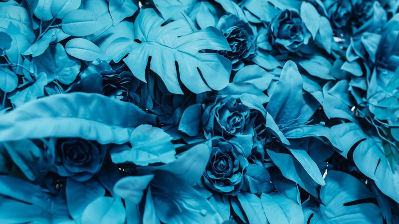 roses, leaves, paint, blue, 4k