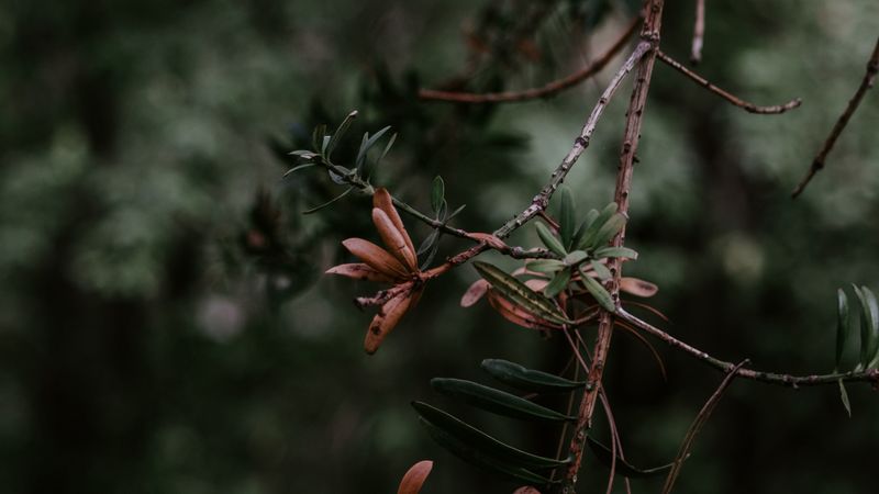 branch, plant, blur, green, 4k