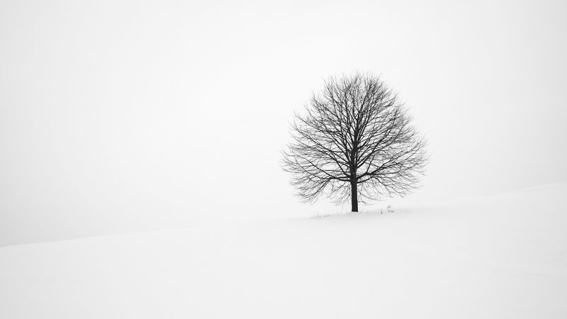 tree, winter, snow, minimalism, bw, 4k