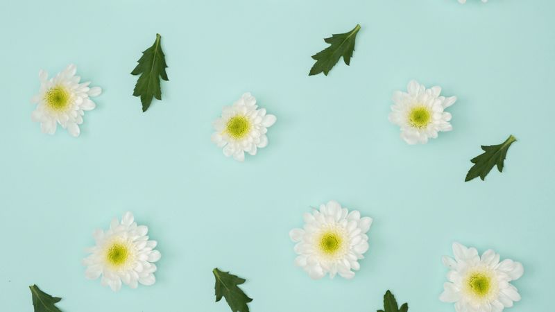 chamomile, leaves, minimalism, pastel, 4k