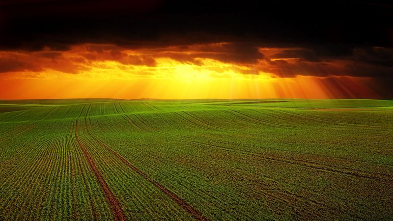 field, clouds, horizon, grass, agriculture, 4k