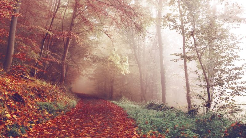 autumn, forest, fog, path, 4k