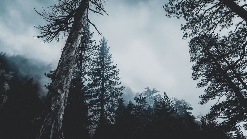 trees, forest, fog, tops, 4k