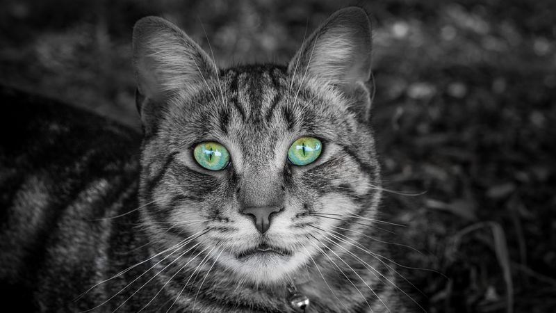 cat, face, green-eyed, bw, striped, 4k