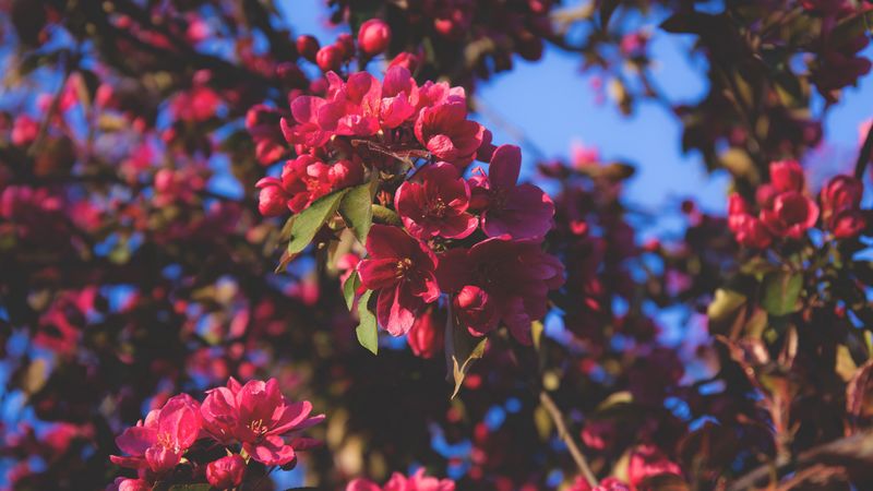 flowering, flowers, tree, branches, pink, 4k