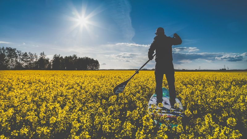 surfer, field, flowers, row, sunlight, 4k