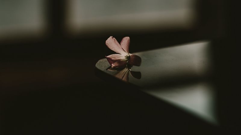 flower, table, shadow, blur, 4k
