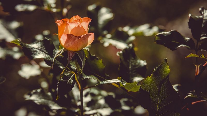 rose, bud, bush, sunlight, 4k