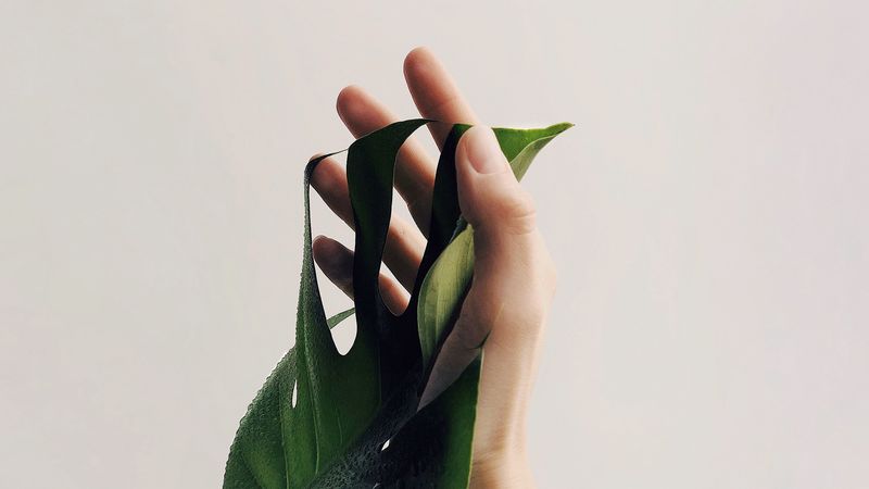 hand, leaf, minimalism, plant, drops, 4k
