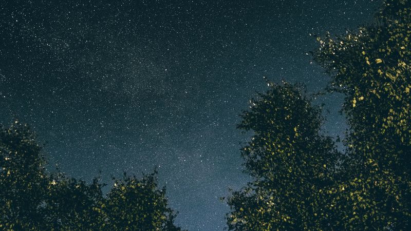 trees, starry sky, stars, night, 4k