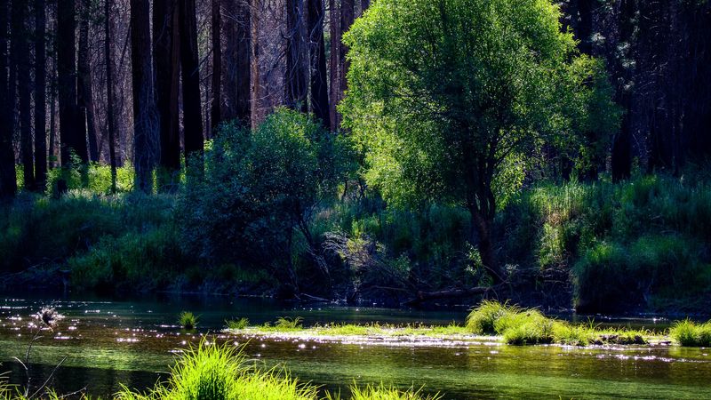 river, trees, forest, sunlight, grass, 4k