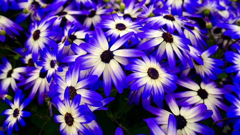 osteospermum, flowers, flowerbed, purple, 4k