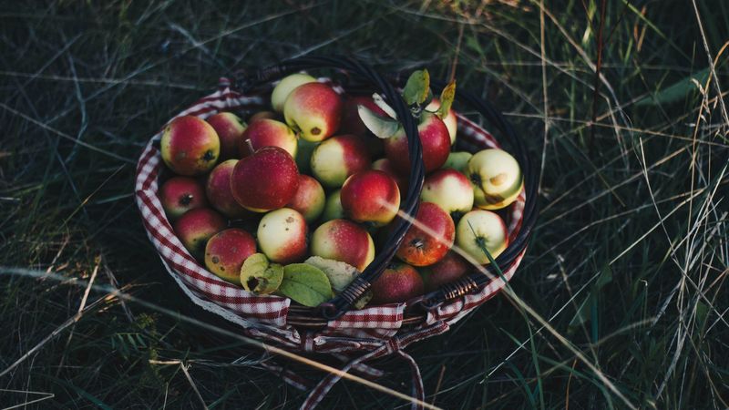 apples, basket, harvest, grass, 4k