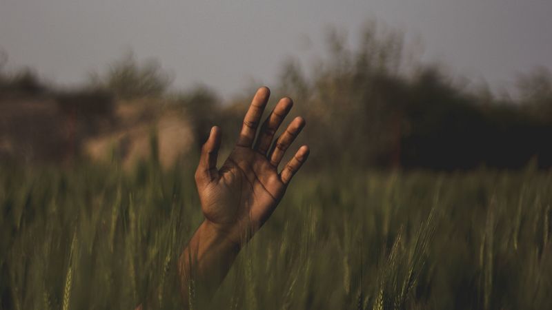 hand, grass, field, blur, 4k
