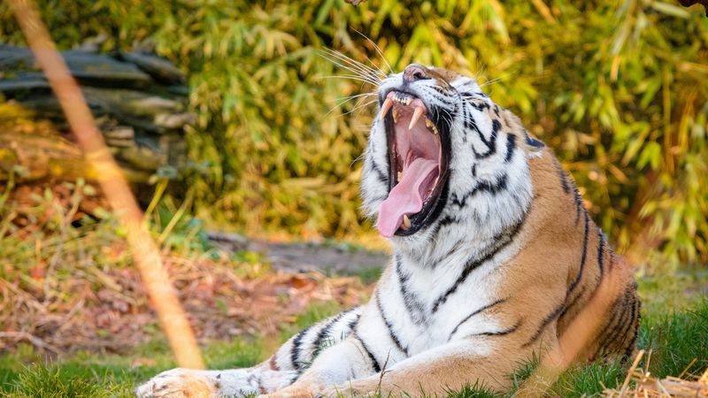 tiger, fall, fangs, mustache, 4k