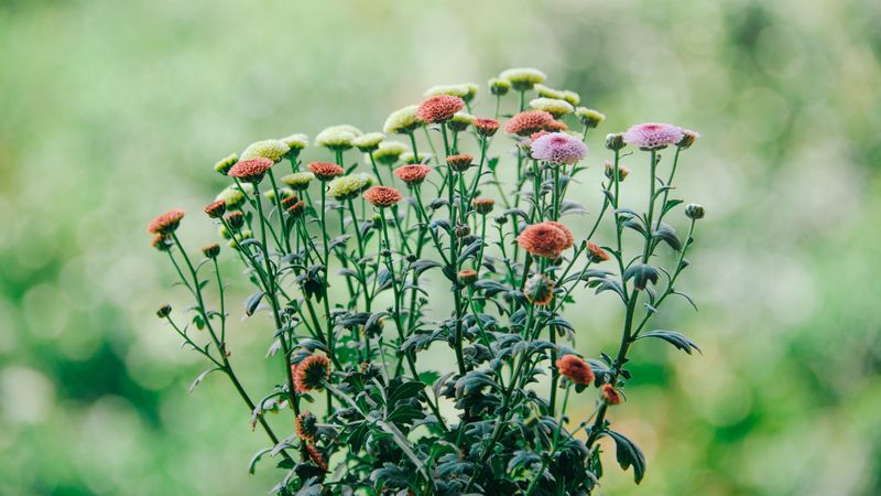 flowers, field, bloom, blur, 4k