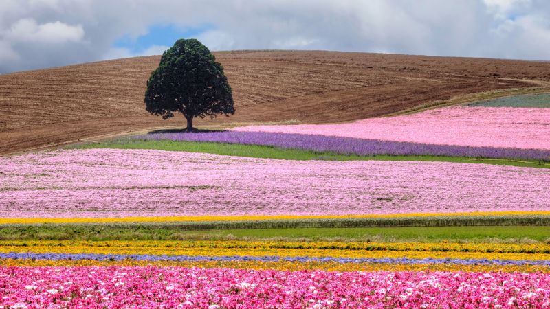 field, tree, flowers, colorful, summer, 4k