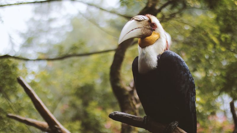 wreathed hornbill, bird, branch, beak, 4k