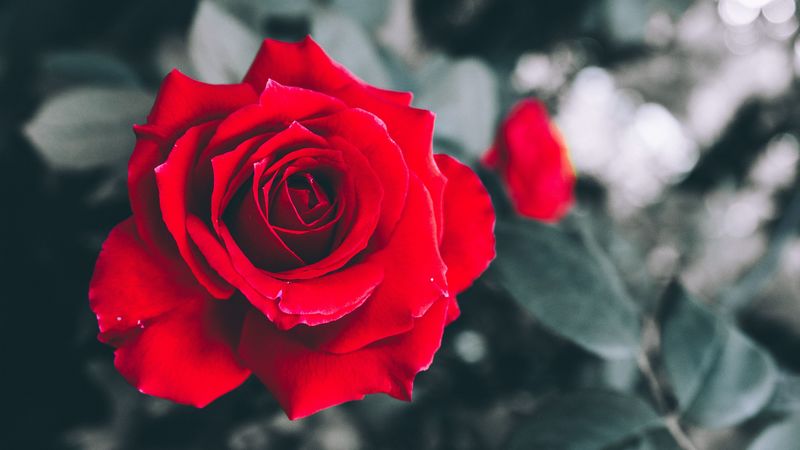 rose, red, petals, bud, blur, 4k