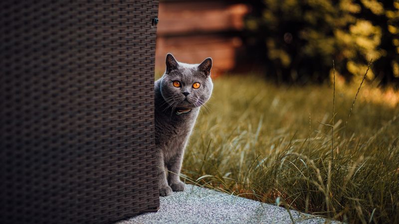 cat, british shorthair, look out, curiosity, 4k