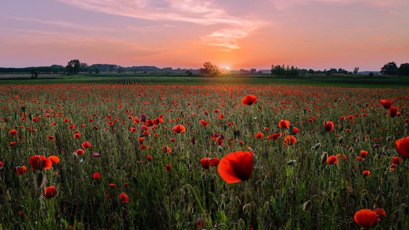 poppies, field, sunset, horizon, bloom, 4k