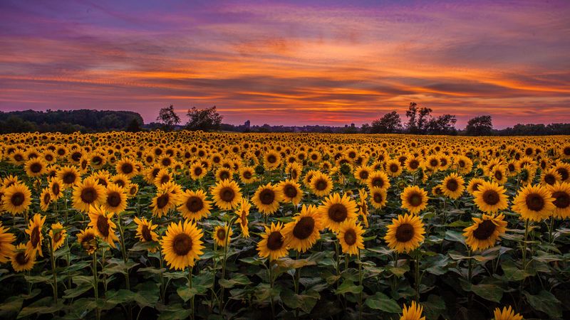 sunflowers, field, sunset, sky, clouds, 4k