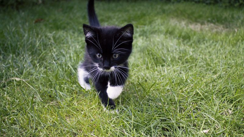 kitten, cat, grass, walk, cute, 4k