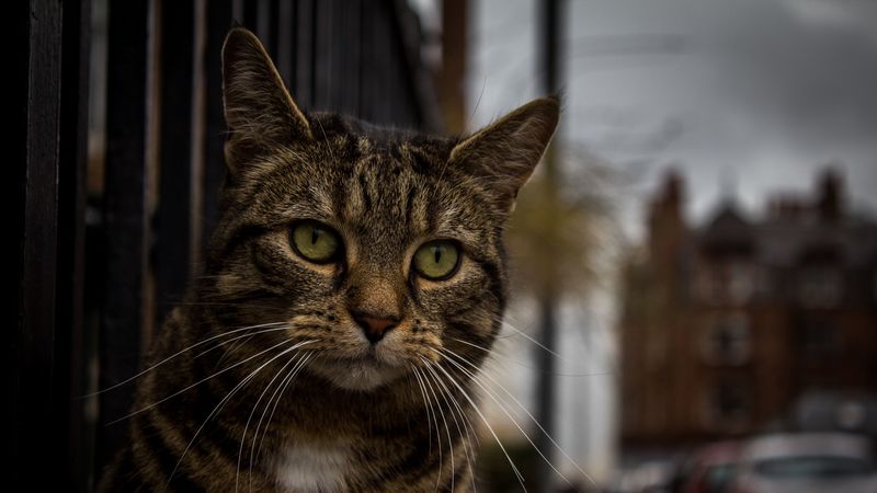 cat, muzzle, striped, look, sad, 4k