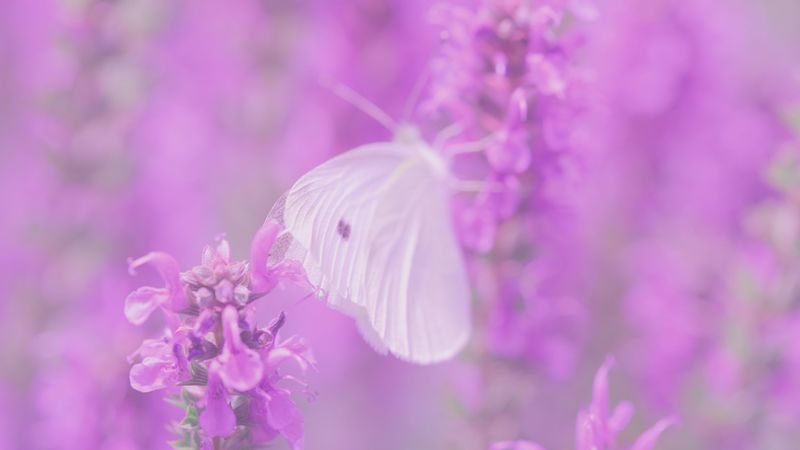 butterfly, flowers, lilac, 4k