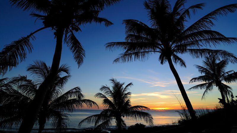 palms, sunset, sea, outlines, tropics, 4k