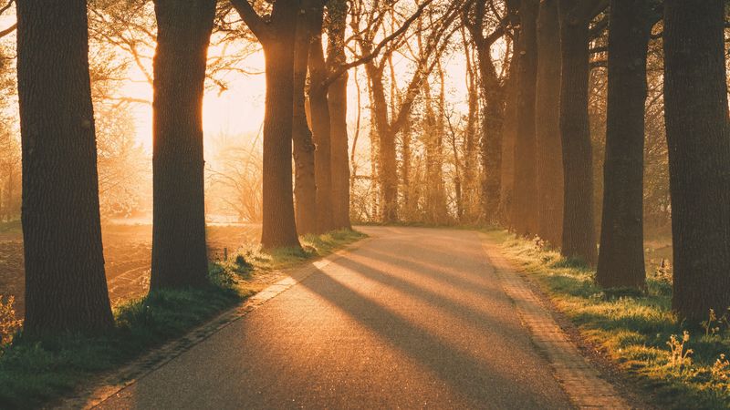 alley, rays, trees, 4k