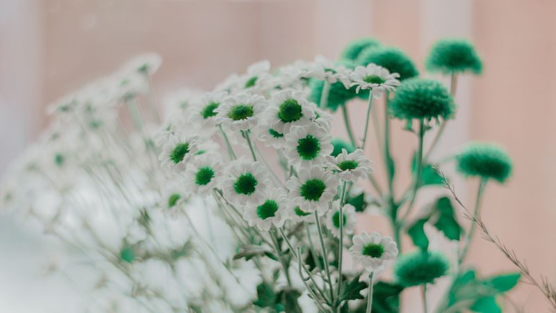 chamomile, green, white, flowers, 4k