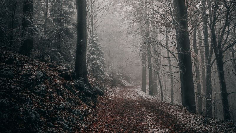 forest, autumn, fog, foliage, path, trees, 4k