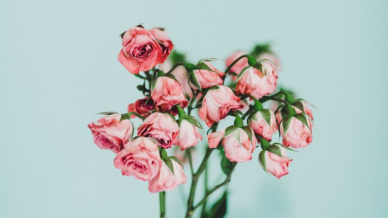 roses, bouquet, pink, blue, 4k