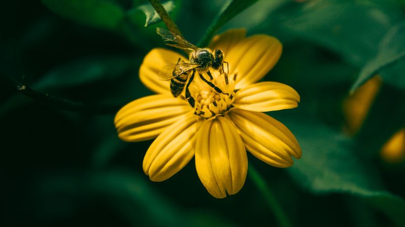 bee, flower, pollination, yellow, blur, 4k