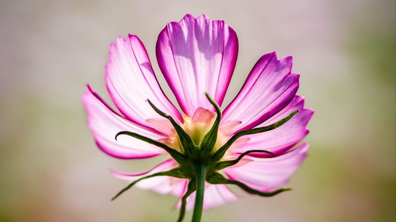 cosmos, flower, pink, blur, 4k