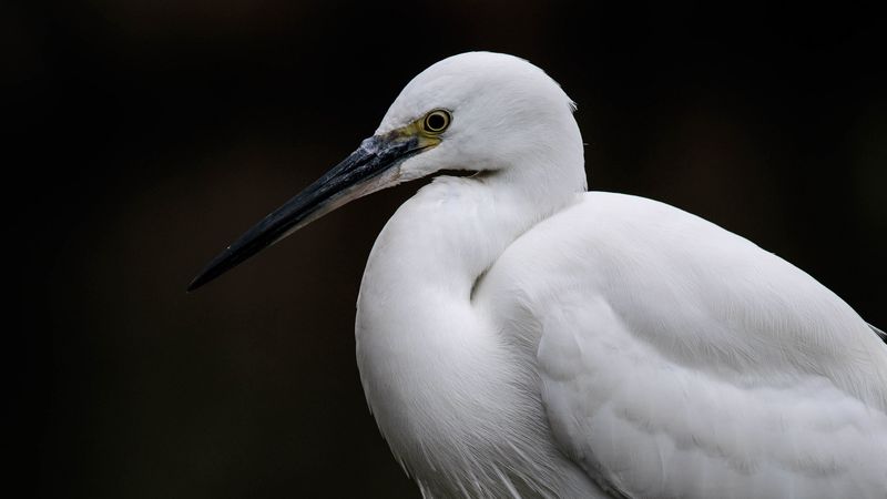 egret, white heron, bird, 4k