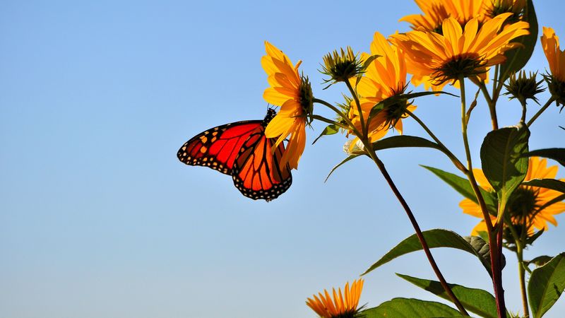 butterfly, wings, flower, sky, 4k