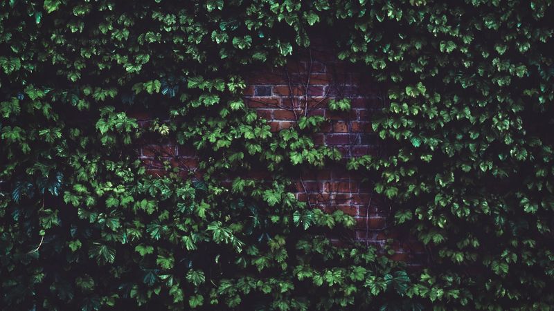 leaves, brick wall, plant, 4k