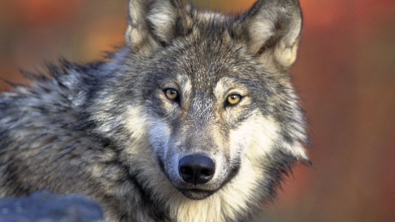 wolf, predator, muzzle, look, dog, 4k