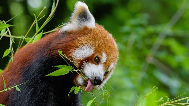 small panda, fire panda, branches, food, cute, 4k